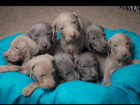 Weimaraner puppy for sale near me. Things To Know About Weimaraner puppy for sale near me. 